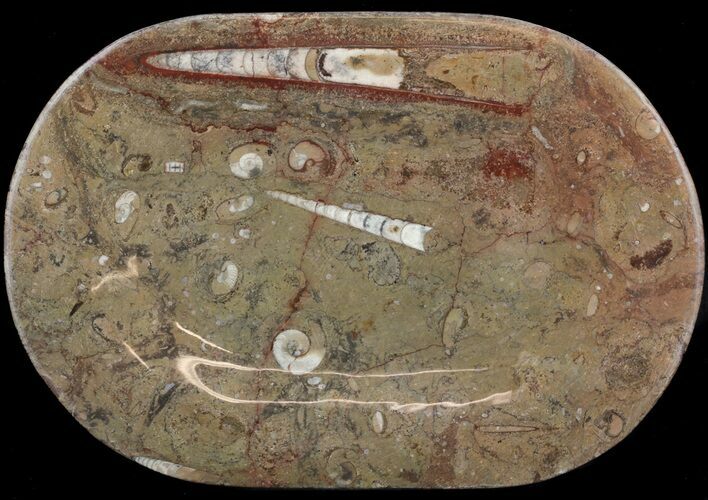 Fossil Orthoceras & Goniatite Plate - Stoneware #51418